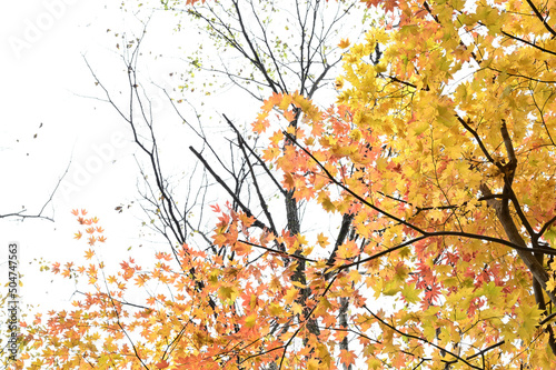 日光の自然と紅葉の秋 © ケンイチ オオシマ