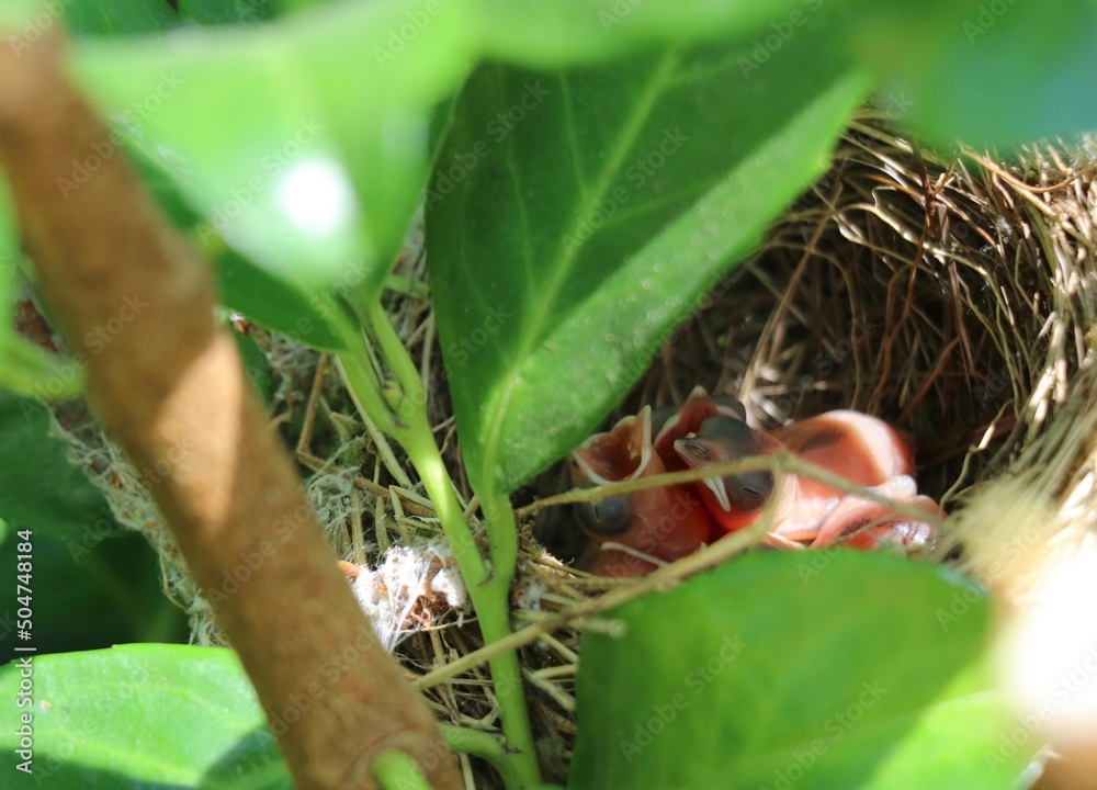 nest with newborn baby birds hidden between green leaves Stock Photo ...