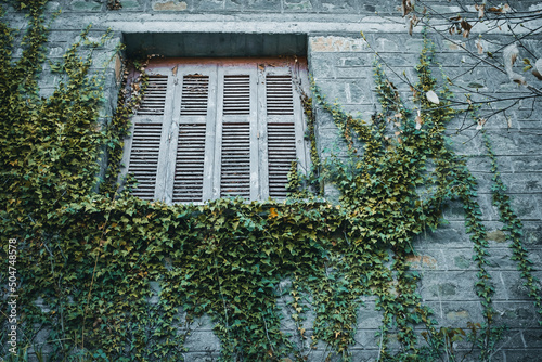 old window with ivy