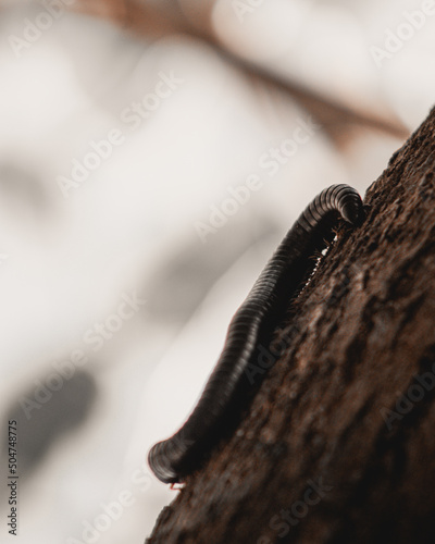 Millipedes skin texture closeup on a tree 