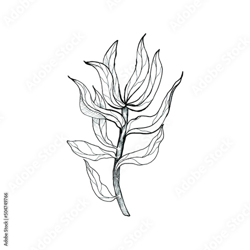 Hand drawn protea foliage.