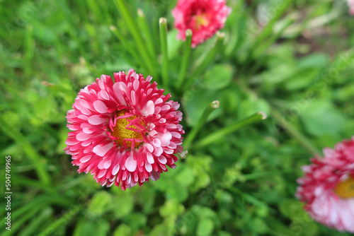 White-pink daisy in a spring meadow with green grass on a sunny day
