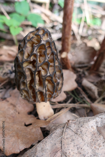 Spring mushroom morel in the forest on a sunny day