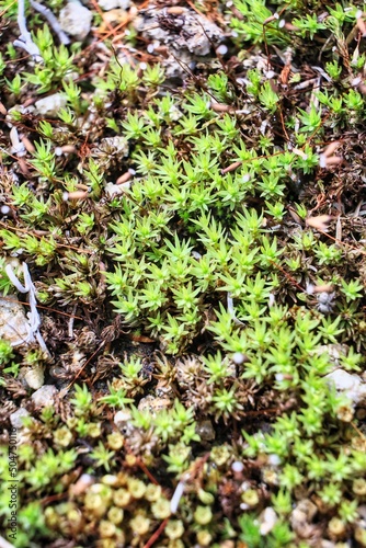 庭に生えた緑が綺麗な沢山のセダム