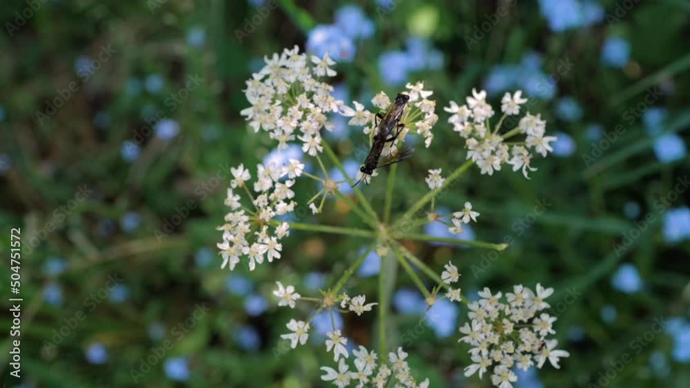 accouplement d'insectes sur des fleurs blanches