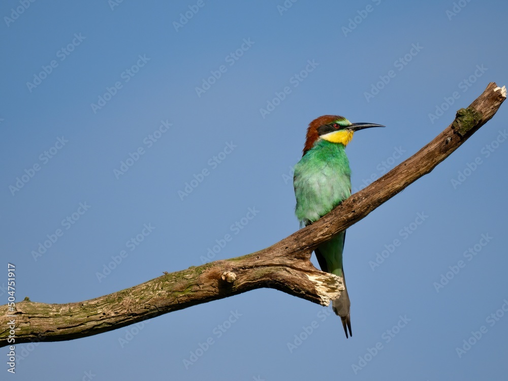 Obraz premium European Bee-Eater