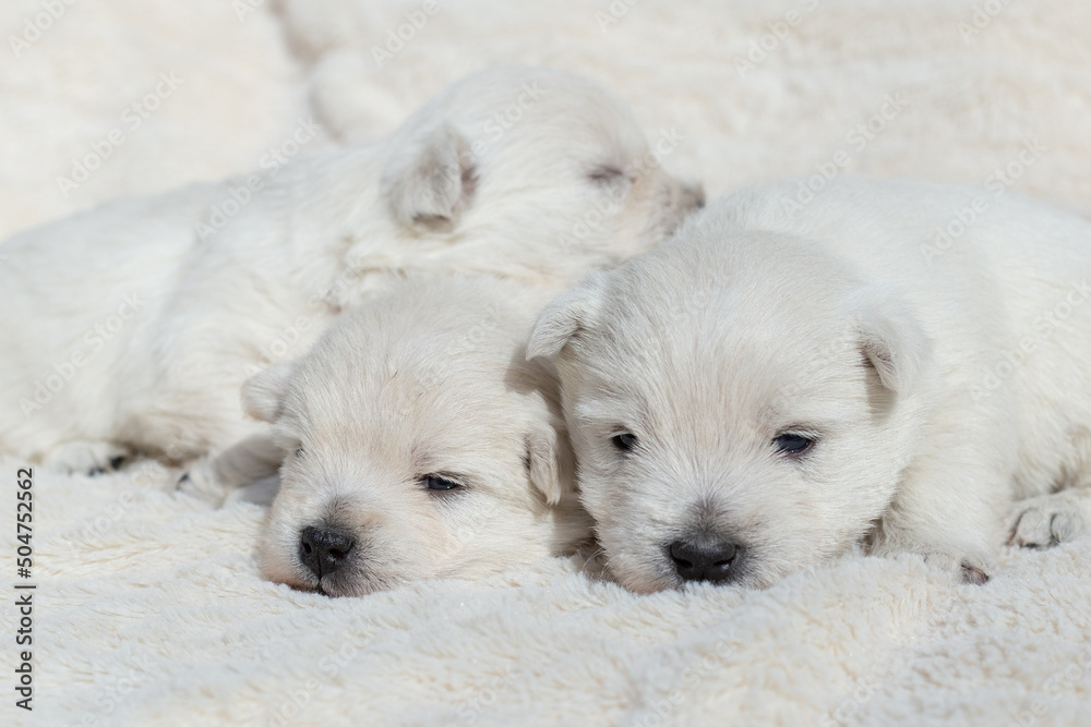 Beautiful puppies West Highland White Terrier on a white soft blanket.	