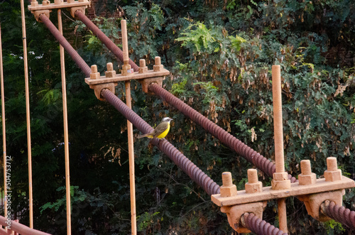 Great Kiskadee landing on a support cable, in Piracicaba.
