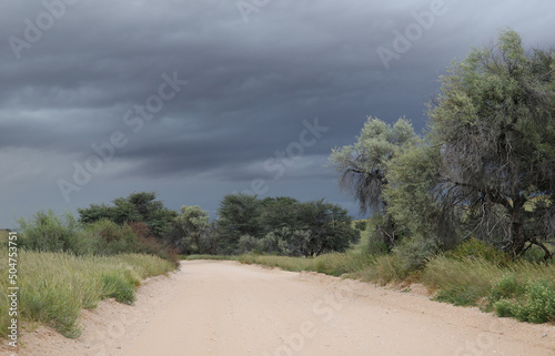 Moody or Dramatic sky and dirt road in the Kgalagadi, South Africa