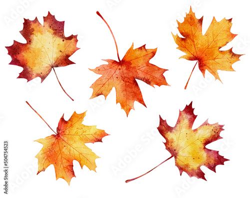 Wallpaper Mural Set of watercolor autumn maple leaves isolated on white background