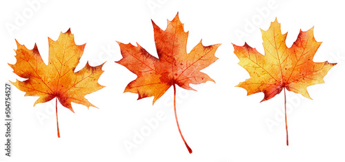 Valokuva Set of watercolor autumn maple leaves isolated on white background