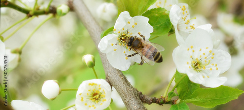 The bee sits on a flower of a bush blossoming cherry tree and pollinates him . Spring beautiful background.Banner