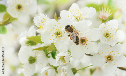 The bee sits on a flower of a bush blossoming cherry tree and pollinates him . Spring beautiful background.Banner