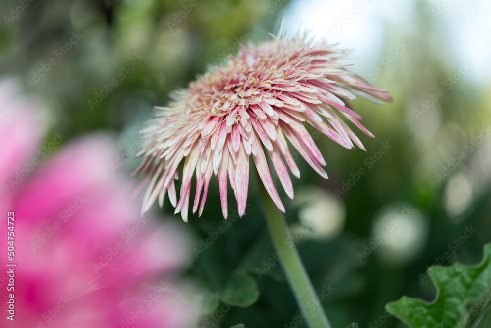 gerbera daisy close up - profile gerbera daisy close up - profile