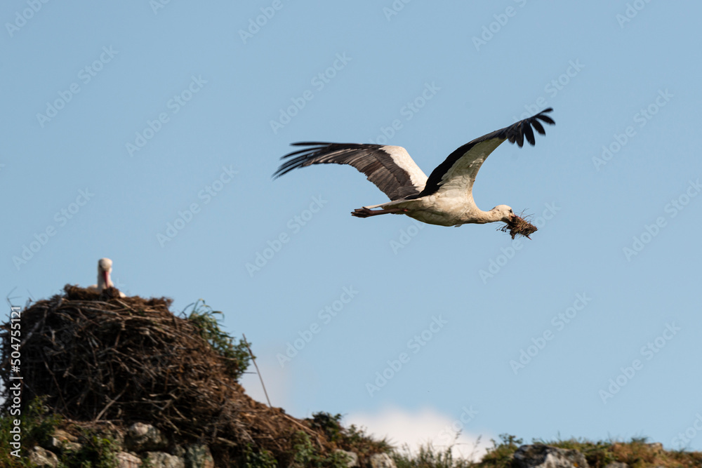 Obraz premium Cigogne blanche, nid,. Ciconia ciconia, White Stork, Chateau de la Rivière, Parc Naturel Régional des Marais du Cotentin et du Bessin, Manche, 50