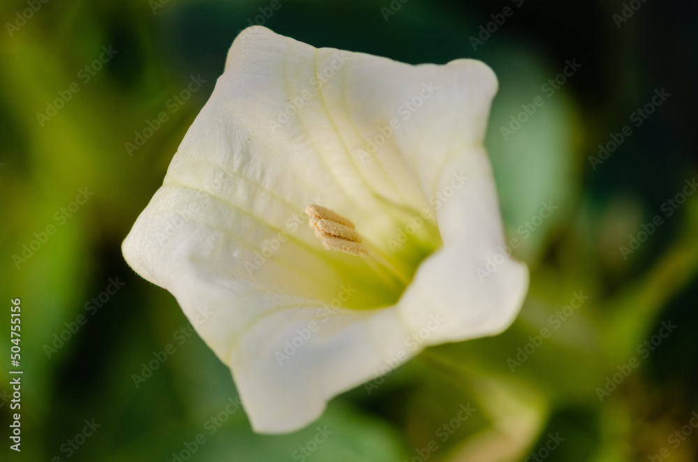 Fototapeta premium close up of a white flower