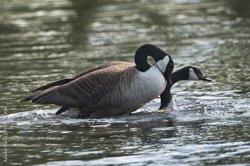 Obraz premium Canadian geese mating