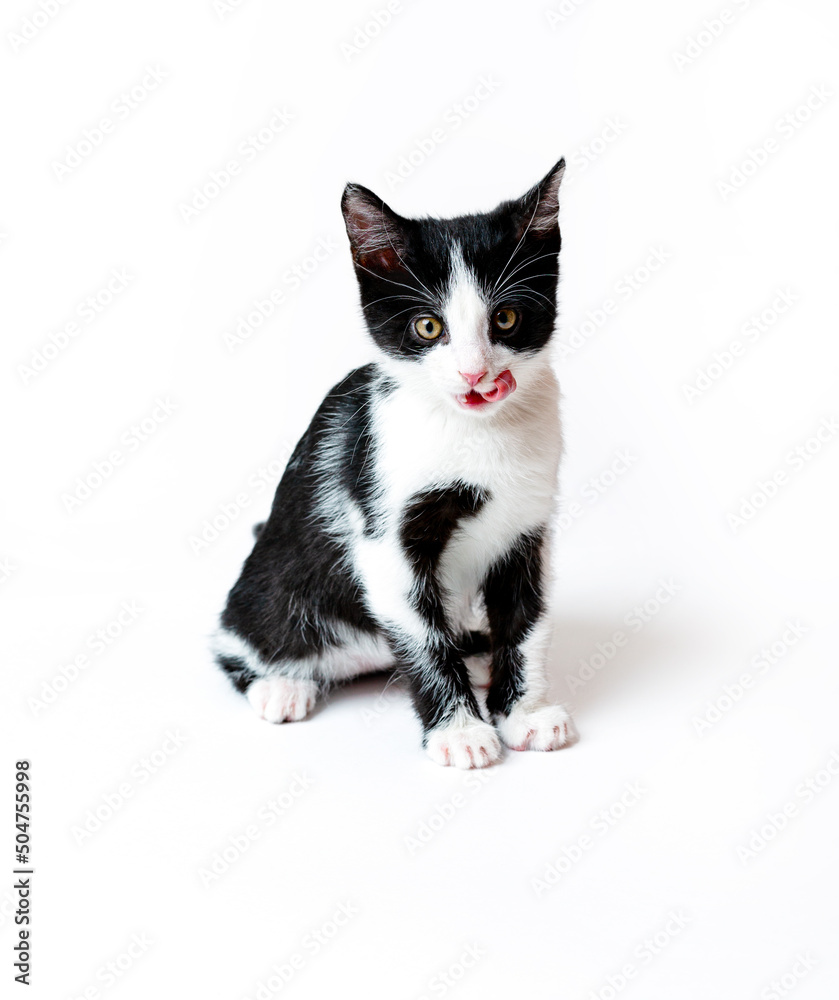 The kitten licks itself after eating, shows its tongue. White background The kitten licks itself after eating, shows its tongue. White background