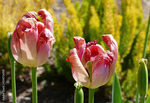 Canvastavla Verbühte Tulpe