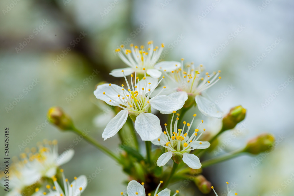 Cherry flowers close up. spring cherry blossom. Cherry flowers close up. spring cherry blossom.