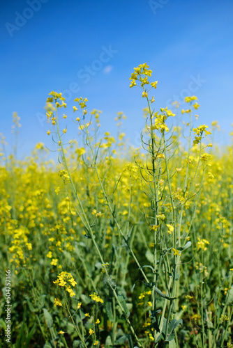Yellow rapeseed plant