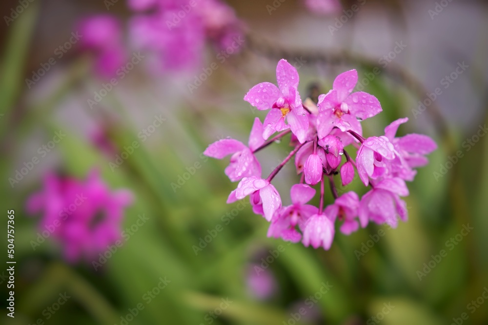flowers in the garden flowers in the garden