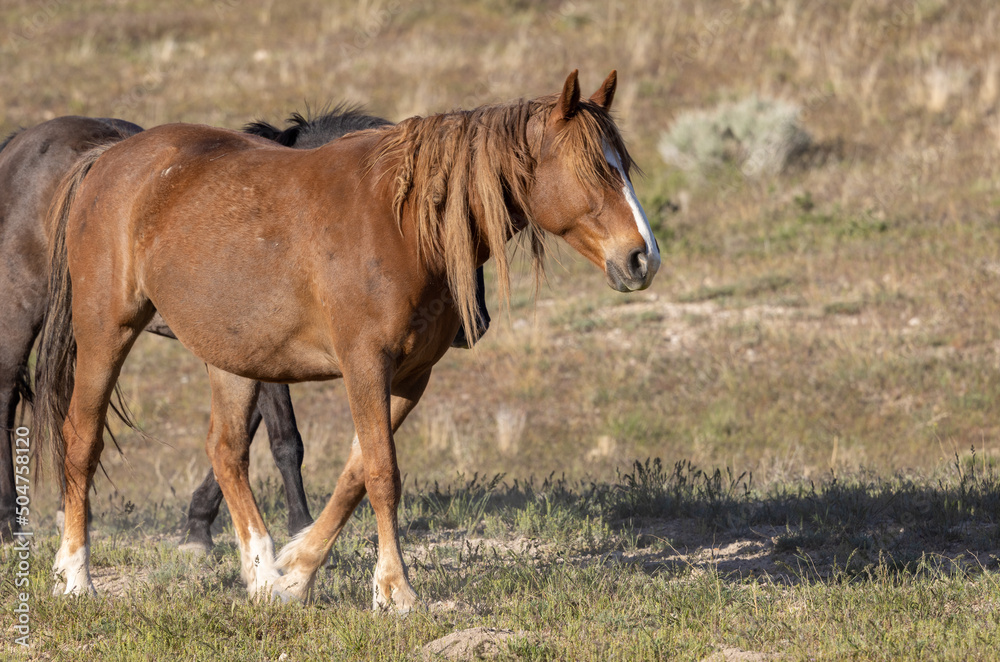 Majestic Wild horse in the Utah Desert in Springtime Majestic Wild horse in the Utah Desert in Springtime