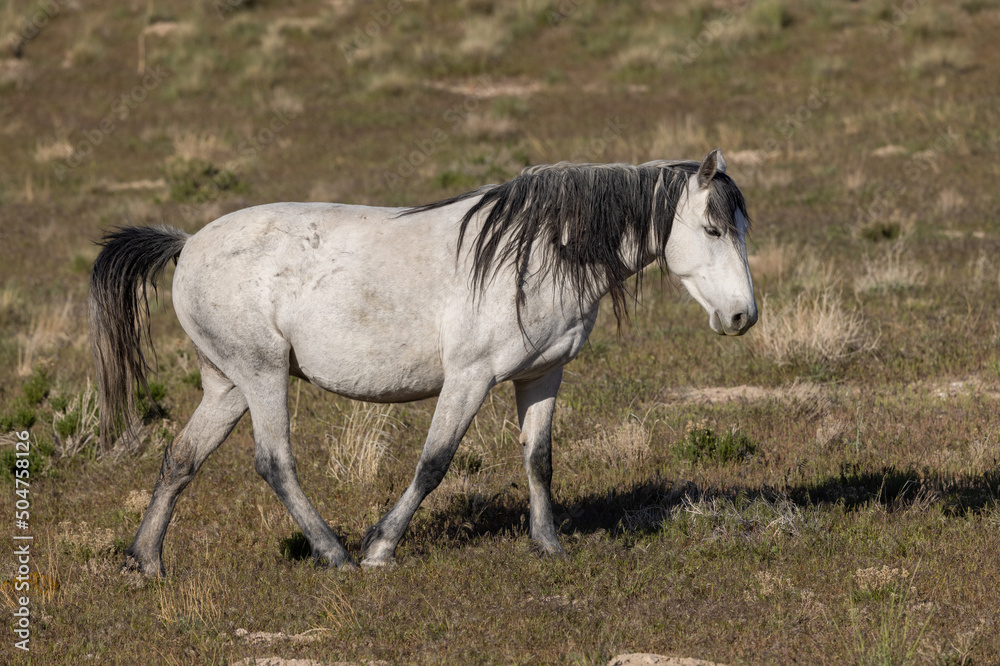 Majestic Wild horse in the Utah Desert in Springtime Majestic Wild horse in the Utah Desert in Springtime