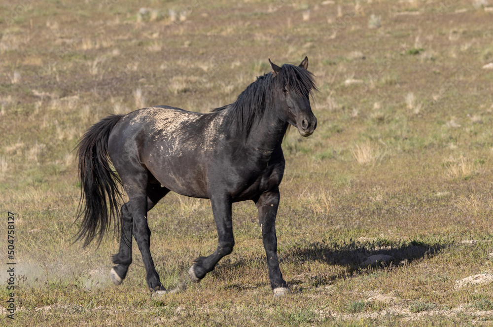 Majestic Wild horse in the Utah Desert in Springtime Majestic Wild horse in the Utah Desert in Springtime