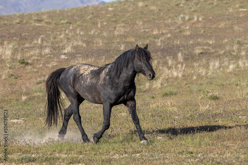 Majestic Wild horse in the Utah Desert in Springtime