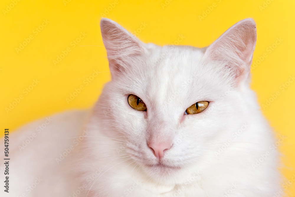 Beautiful white cat judging the camera on yellow background.