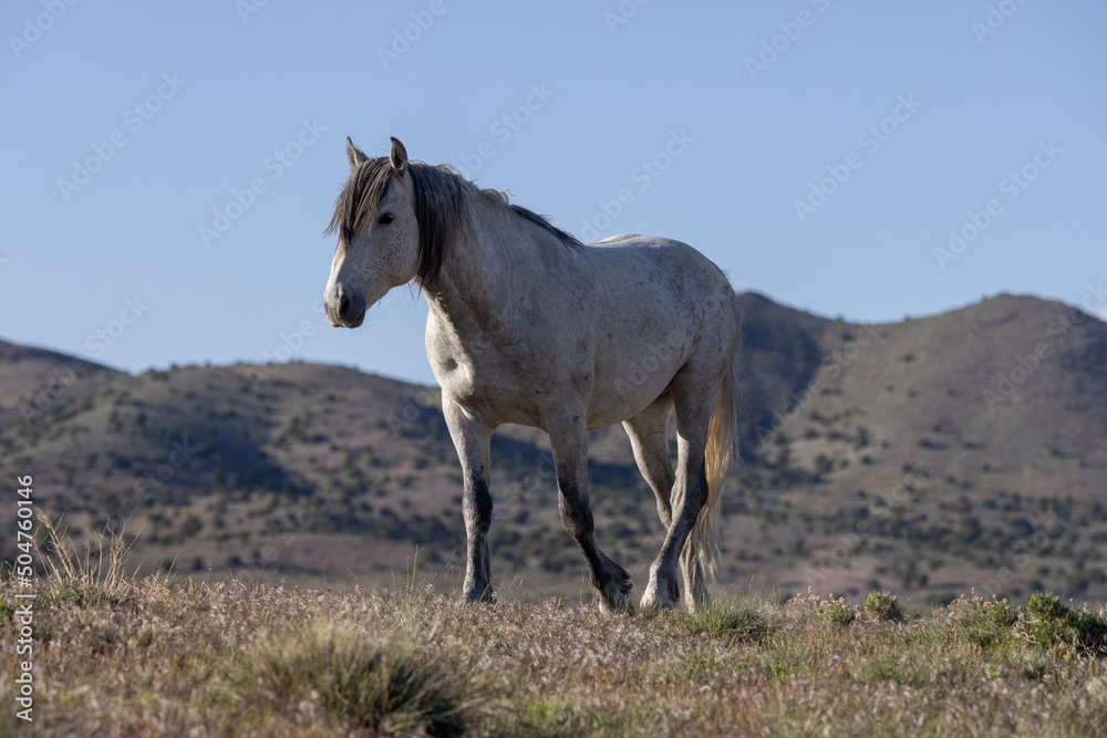Majestic Wild horse in the Utah Desert in Springtime
