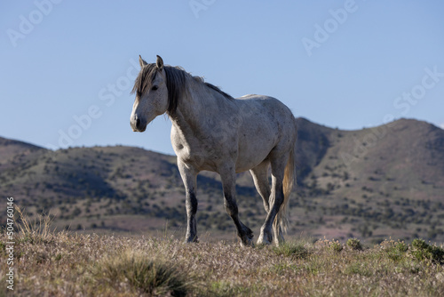 Majestic Wild horse in the Utah Desert in Springtime © natureguy
