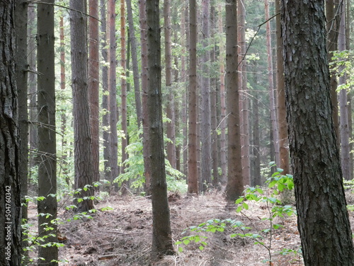 Fototapeta Naklejka Na Ścianę i Meble -  mixed forest, cloudy, spring, subdued colors