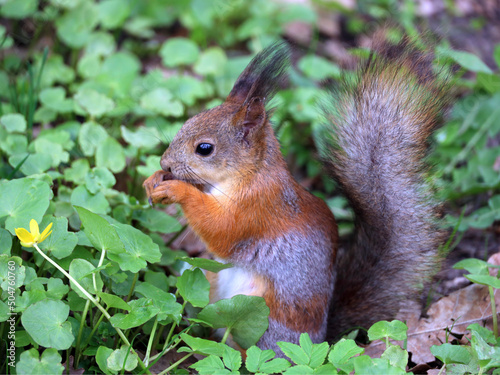 The squirrel with nut in springtime. Eurasian red squirrel  Sciurus vulgaris. Squirrel sheds in spring