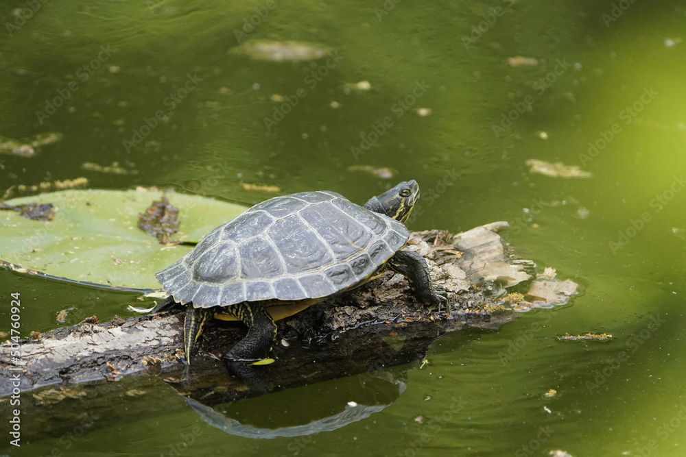 European pond turtle (Emys orbicularis) also commonly called the European pond terrapin and the European pond tortoise, is a species of long-living freshwater turtle in the family Emydidae. Hildesheim European pond turtle (Emys orbicularis) also commonly called the European pond terrapin and the European pond tortoise, is a species of long-living freshwater turtle in the family Emydidae. Hildesheim