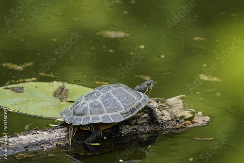 European pond turtle (Emys orbicularis) also commonly called the European pond terrapin and the European pond tortoise, is a species of long-living freshwater turtle in the family Emydidae. Hildesheim photo