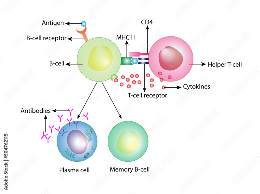 Antibody Secreting B Cells At Veronica Green Blog