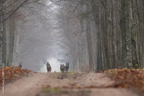 Fototapeta samoprzylepna Wilki