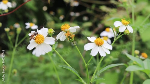 4K beautiful nature with bee foraging and pollinating white flowers (daisies) blooming in spring forest and this area offer a rich and supportive environment for small animals.
