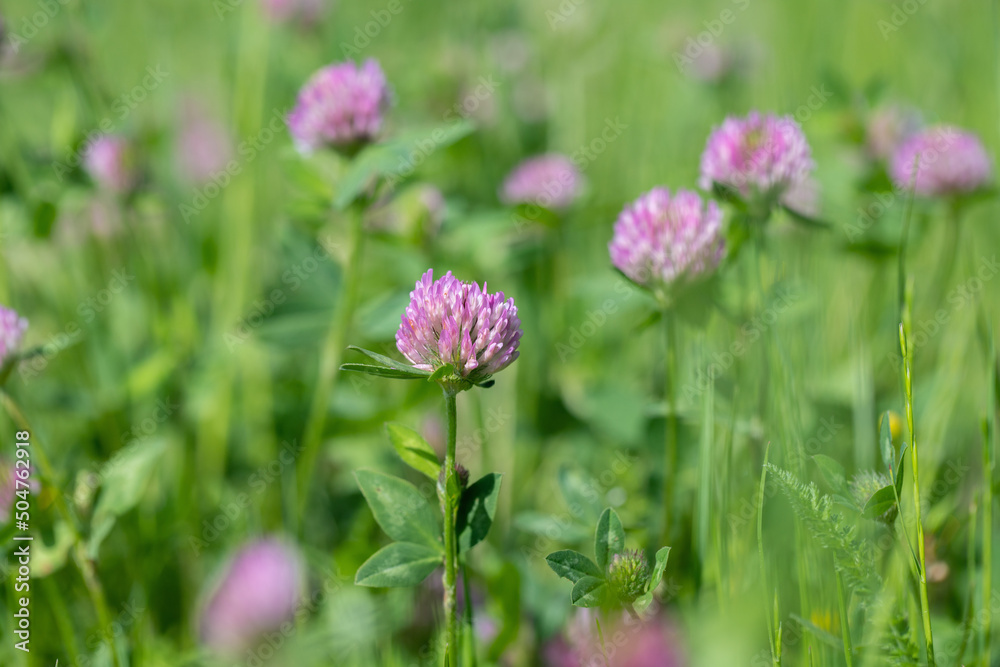 Red clover (Trifolium pratense) on a forage meadow. Red clover (Trifolium pratense) on a forage meadow.