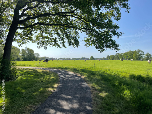 Bicycle path through farmland with cows