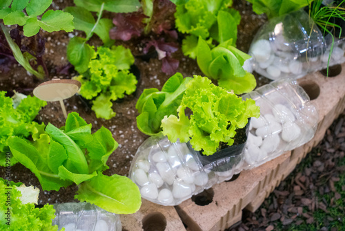 Photos a picture of organic lettuce