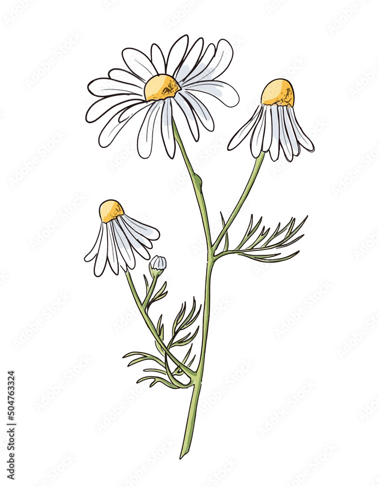 Sketch of Chamomile. Vector hand drawn illustration of Daisy Flower. Drawing of matricaria - obrazy, fototapety, plakaty 