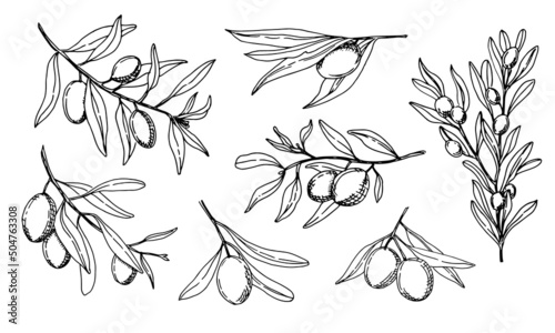 Olive Branches with fruits and leaves. Hand drawn vector illustration for oil label design. Black line sketch. Botanical set