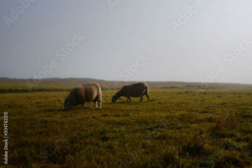 Ouessant - C  te sauvage - brume et moutons