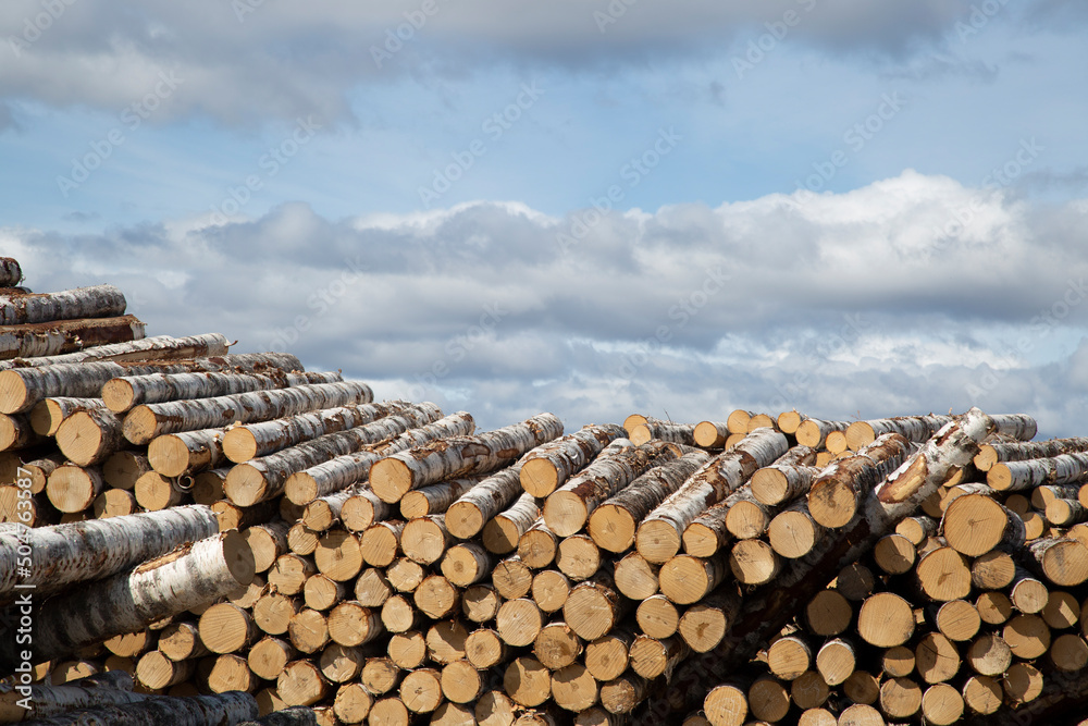 Birch plywood ridge.Plywood factory.Storage of the sawmill in the warehouse.