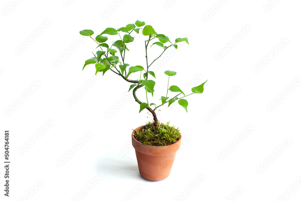 Japanese Apricot Tree, Bonsai, Potted Plant Japanese Apricot Tree, Bonsai, Potted Plant