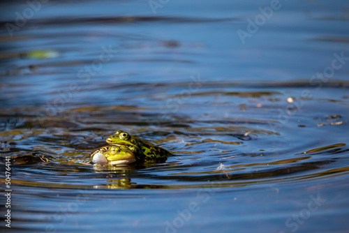 mating frogs (Pelophylax esculentus) at a pond