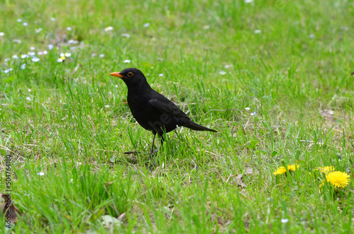 Black starling (male) bird walking on a spring green grass background .Wild birds outdoors photo .Free copy space 
